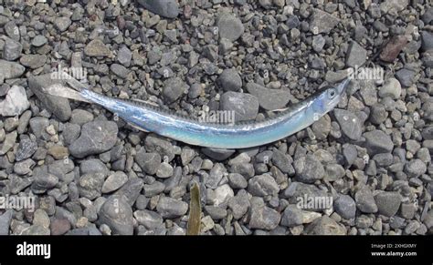 piper fish|New Zealand Piper (Hyporhamphus ihi) .